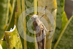 Beautiful grasshopper on the grass in summer macro