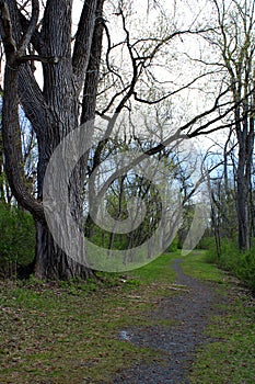 Beautiful gravel pathway through the woods with ancient trees lining both sides for peaceful view photo