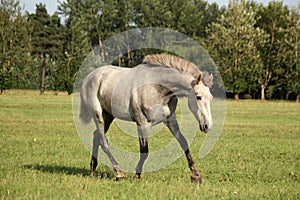 Beautiful gray andalusian colt (young horse) trotting free