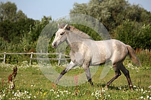 Beautiful gray andalusian colt (young horse) trotting free