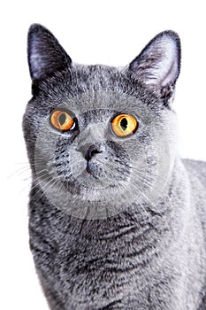 Beautiful gray British cat