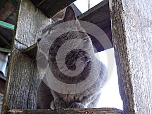 Beautiful gray british cat