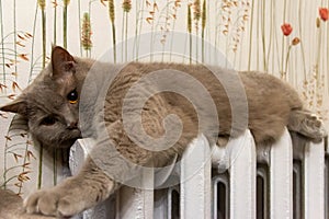 Beautiful gray British cat lies on the radiator