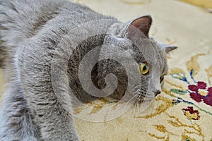 Beautiful gray british cat lying on the carpet at home