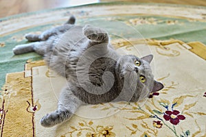 Beautiful gray british cat lying on the carpet at home