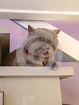Beautiful gray british cat lying on old white wooden stairs in cafe photo