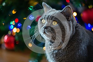 Beautiful gray British shorthair cat in a silver collar on the background of the Christmas tree