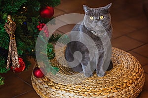 Beautiful gray British shorthair cat in a silver collar on the background of the Christmas tree with bokeh lights sitting on a