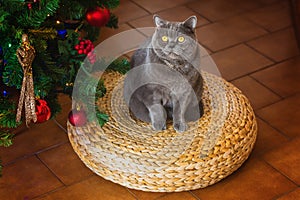 Beautiful gray British shorthair cat in a silver collar on the background of the Christmas tree with bokeh lights sitting on a