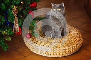 Beautiful gray British shorthair cat in a silver collar on the background of the Christmas tree with bokeh lights sitting on a