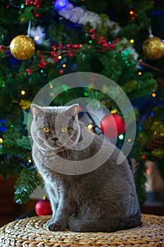 Beautiful gray British shorthair cat in a silver collar on the background of the Christmas tree with bokeh lights sitting on a