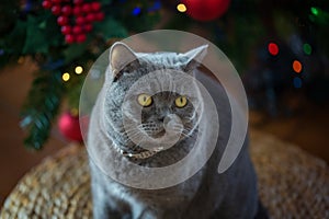 Beautiful gray British shorthair cat in a silver collar on the background of the Christmas tree with bokeh lights sitting on a