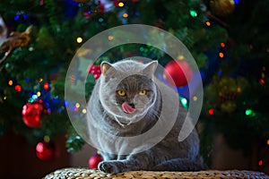 Beautiful gray British shorthair cat in a silver collar is on the background of the Christmas tree with bokeh lights washed on a