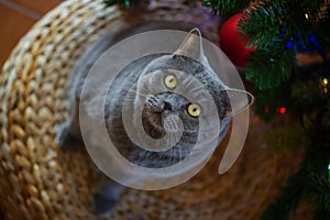 Beautiful gray British shorthair cat in a silver collar is sitting on the background of the Christmas tree