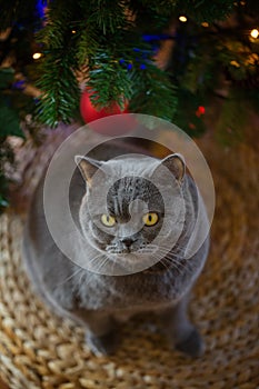 Beautiful gray British shorthair cat in a silver collar is sitting on the background of the Christmas tree