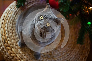 Beautiful gray British shorthair cat in a silver collar is sitting on the background of the Christmas tree