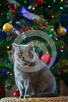 Beautiful gray British shorthair cat in a silver collar is sitting on the background of the Christmas tree