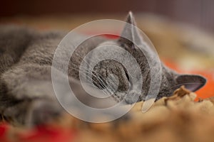 Beautiful gray British shorthair cat sleeping