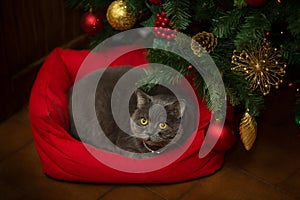 Beautiful gray British shorthair cat which yellow eyes in a silver collar lies on his little red sofa under the Christmas tree