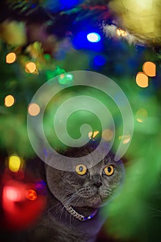 Beautiful gray British shorthair cat with yellow eyes in a silver collar is sitting under the glowing christmas tree