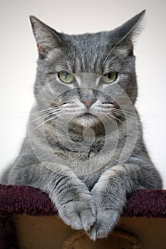 Beautiful gray cat