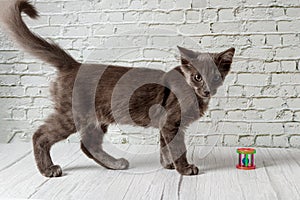 Beautiful gray cat on a brick wall background