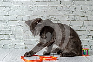 Beautiful gray cat on a brick wall background