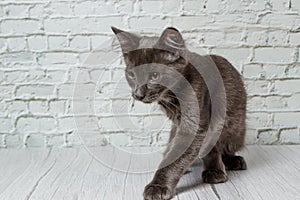 Beautiful gray cat on a brick wall background