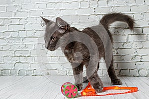 Beautiful gray cat on a brick wall background