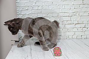 Beautiful gray cat on a brick wall background