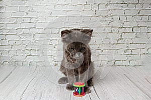 Beautiful gray cat on a brick wall background