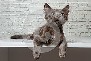 Beautiful gray cat on a brick wall background