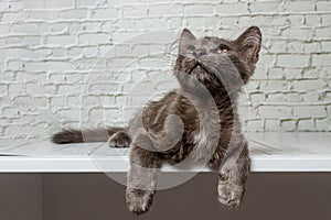 Beautiful gray cat on a brick wall background