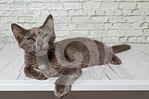 Beautiful gray cat on a brick wall background