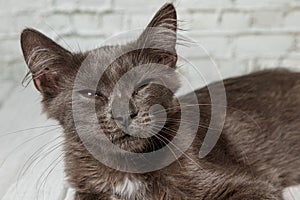 Beautiful gray cat on a brick wall background