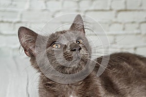 Beautiful gray cat on a brick wall background