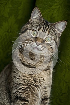 Beautiful gray cat with green eyes