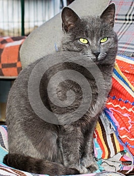 A beautiful gray cat with green eyes. The cat is tired. Colorful background