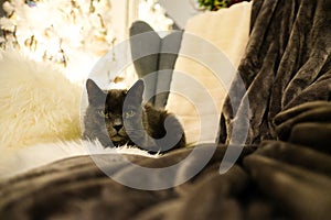 A beautiful gray cat is lying in a lounge chair with a Christmas tree in the background. Christmas spirit. Defocused