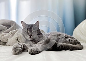 A beautiful gray cat is lying on the owner`s bed, comfortably settled, with its paws outstretched