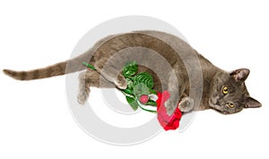 Beautiful gray cat with red rose