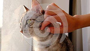 A beautiful gray cat sits on a windowsill, a female hand strokes it.