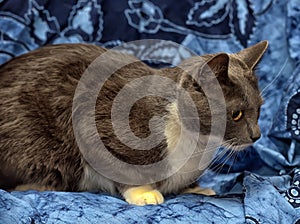 A beautiful gray cat with white