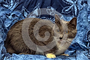 A beautiful gray cat with white