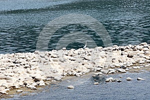 A beautiful gray crane on the rocky beach.