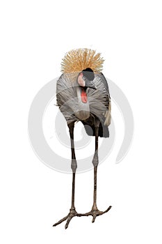 beautiful gray crowned crane, african exotic bird