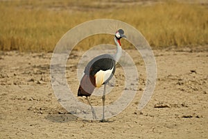Beautiful Gray Crowned Crane on the dry yellow field