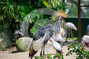 Beautiful gray crowned crane - the national bird of Uganda