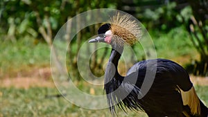 Beautiful gray crowned crane perched on a sunny grassy field