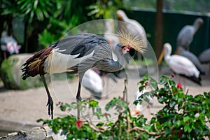 Beautiful gray crowned crane posing in the park